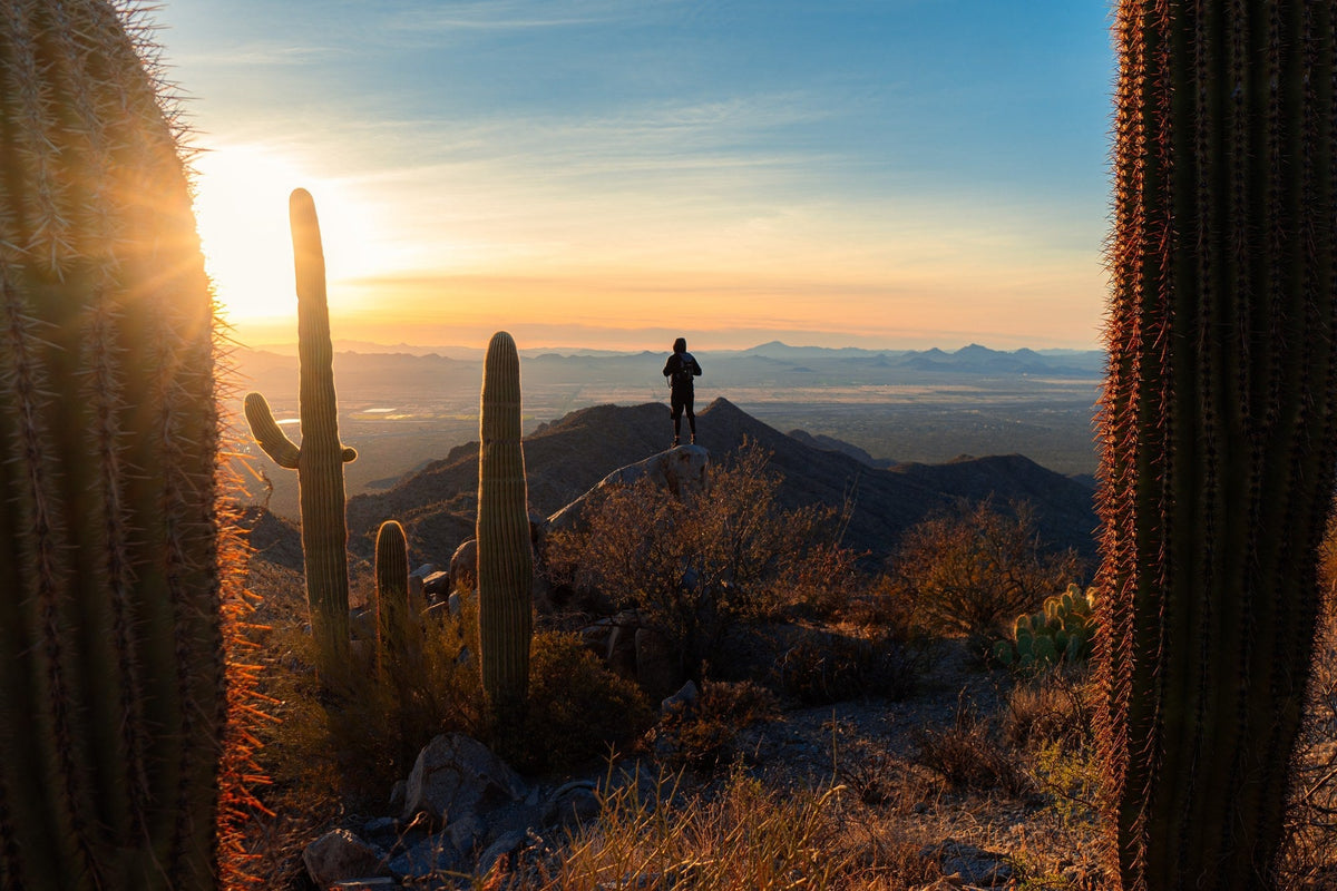 Saguaro National Park: Choosing a District and Exploring the Desert